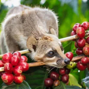 Luwak Coffee