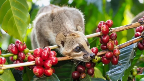 Luwak Coffee