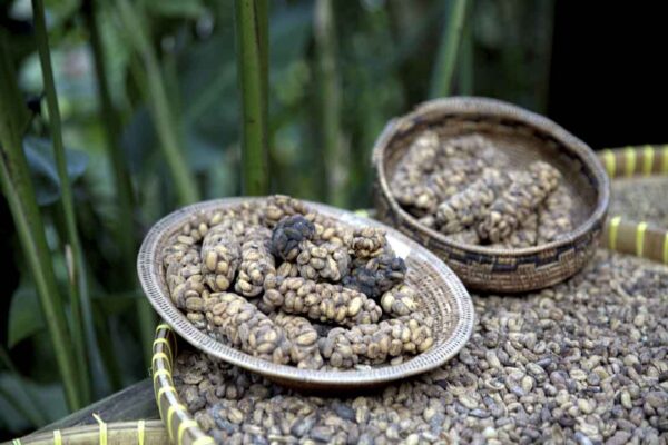 Luwak Coffee - Image 3